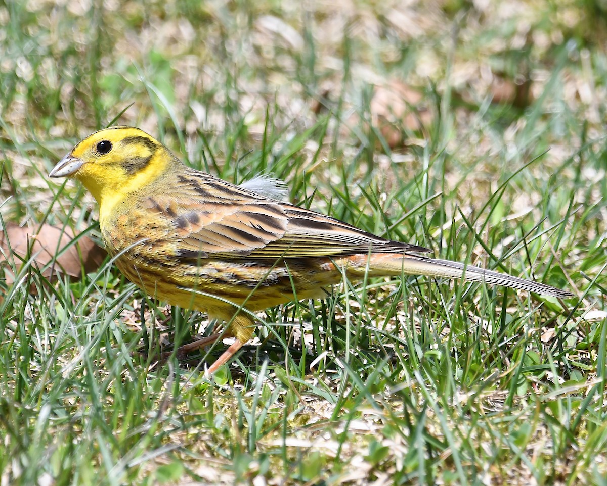 Yellowhammer - Василий Калиниченко