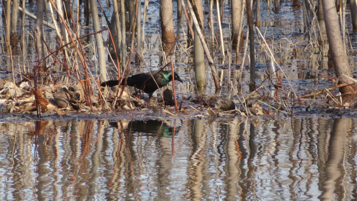 Common Grackle - ML443928911