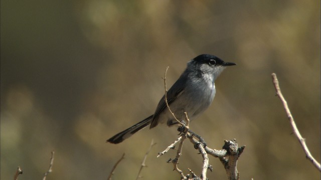 Black-tailed Gnatcatcher - ML443933