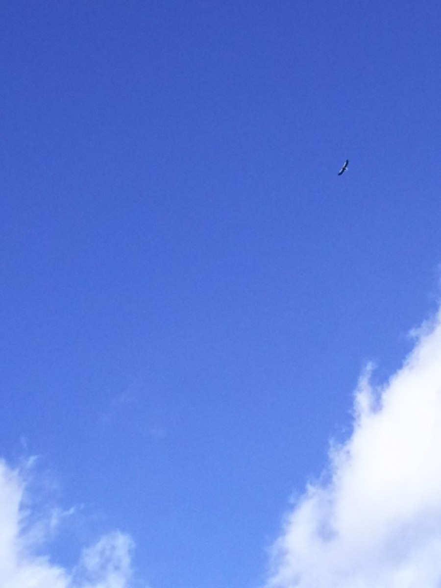 Белоплечий орлан - ML44393301