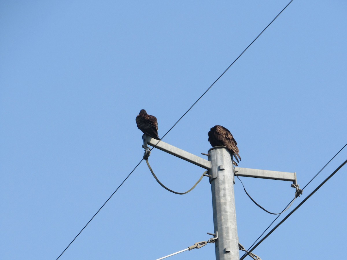 Turkey Vulture - Loren Hintz