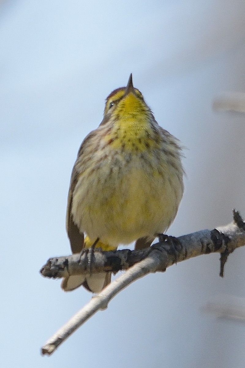 Palm Warbler - ML443933611