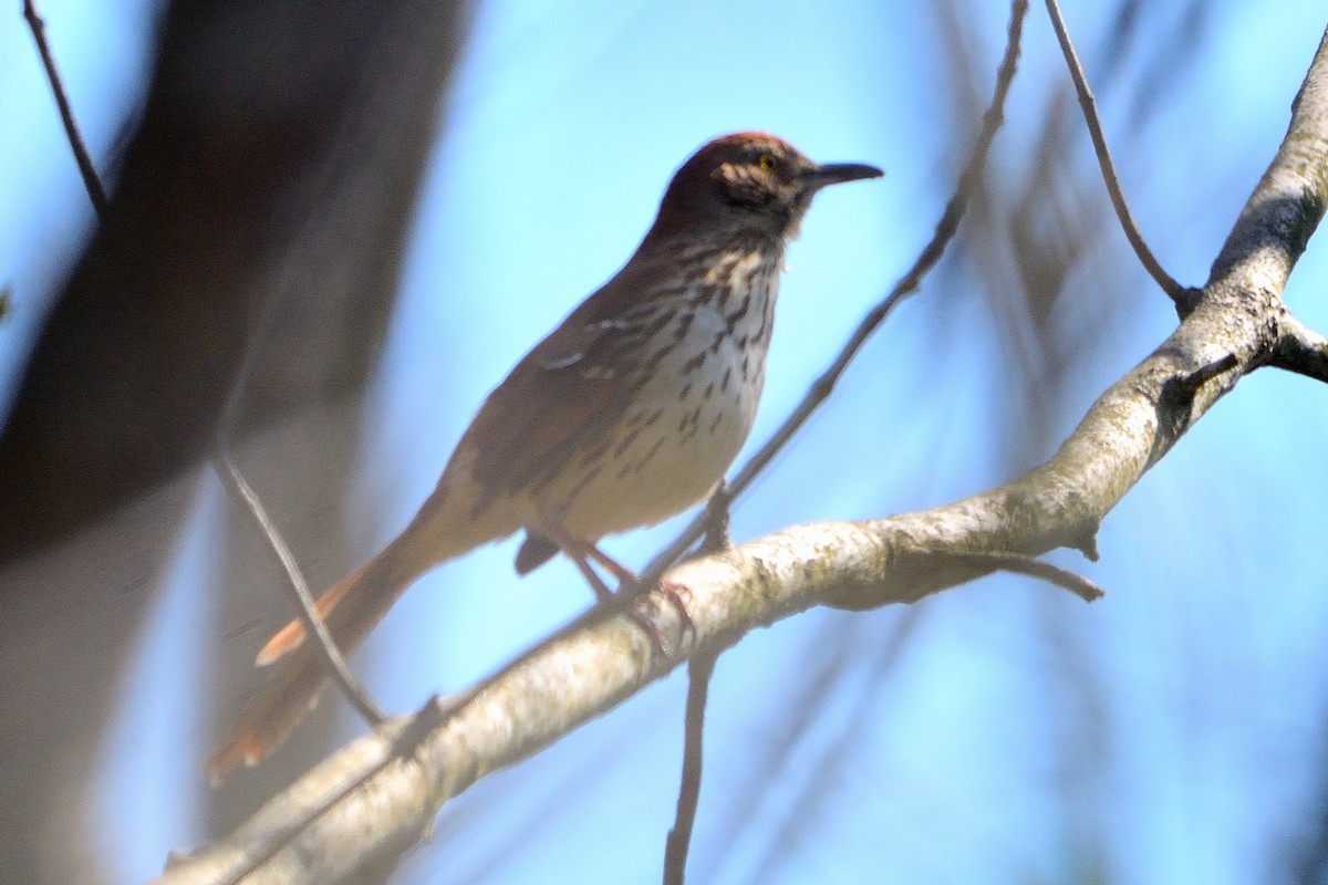 Brown Thrasher - ML443933621
