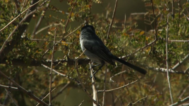 Black-tailed Gnatcatcher - ML443934