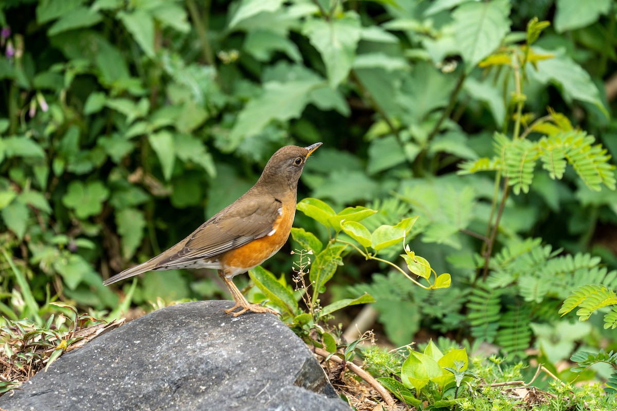 Brown-headed Thrush - ML443934941