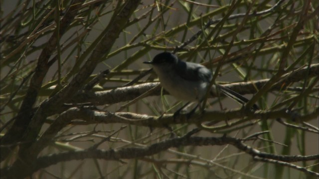 Black-tailed Gnatcatcher - ML443935