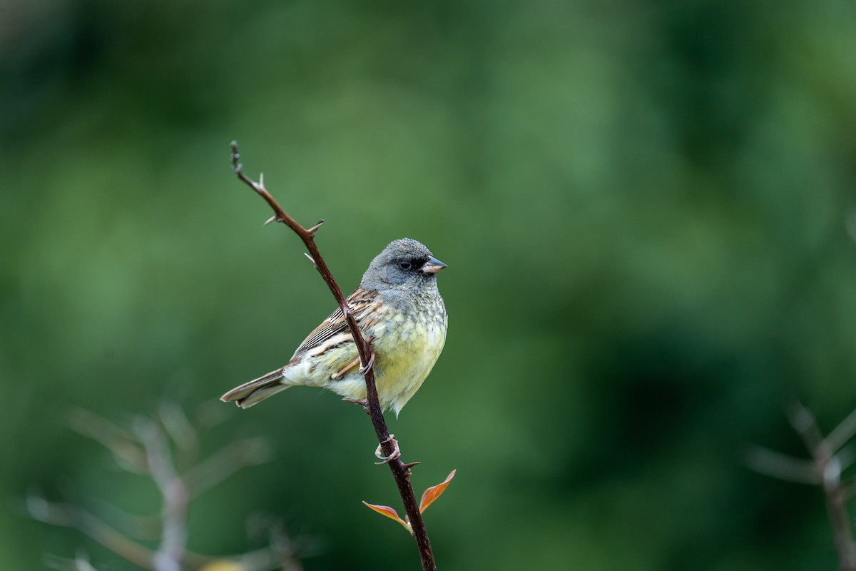 Black-faced/Masked Bunting - ML443935001