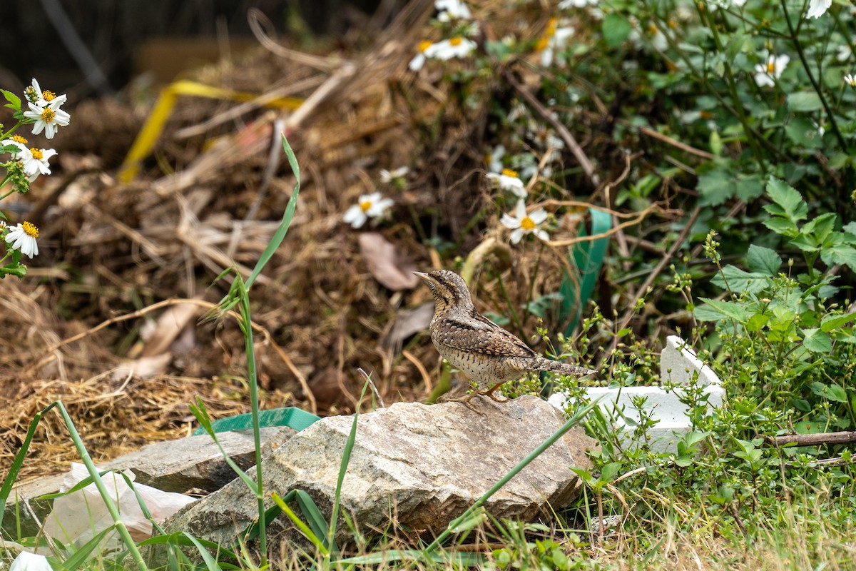 Eurasian Wryneck - ML443935251