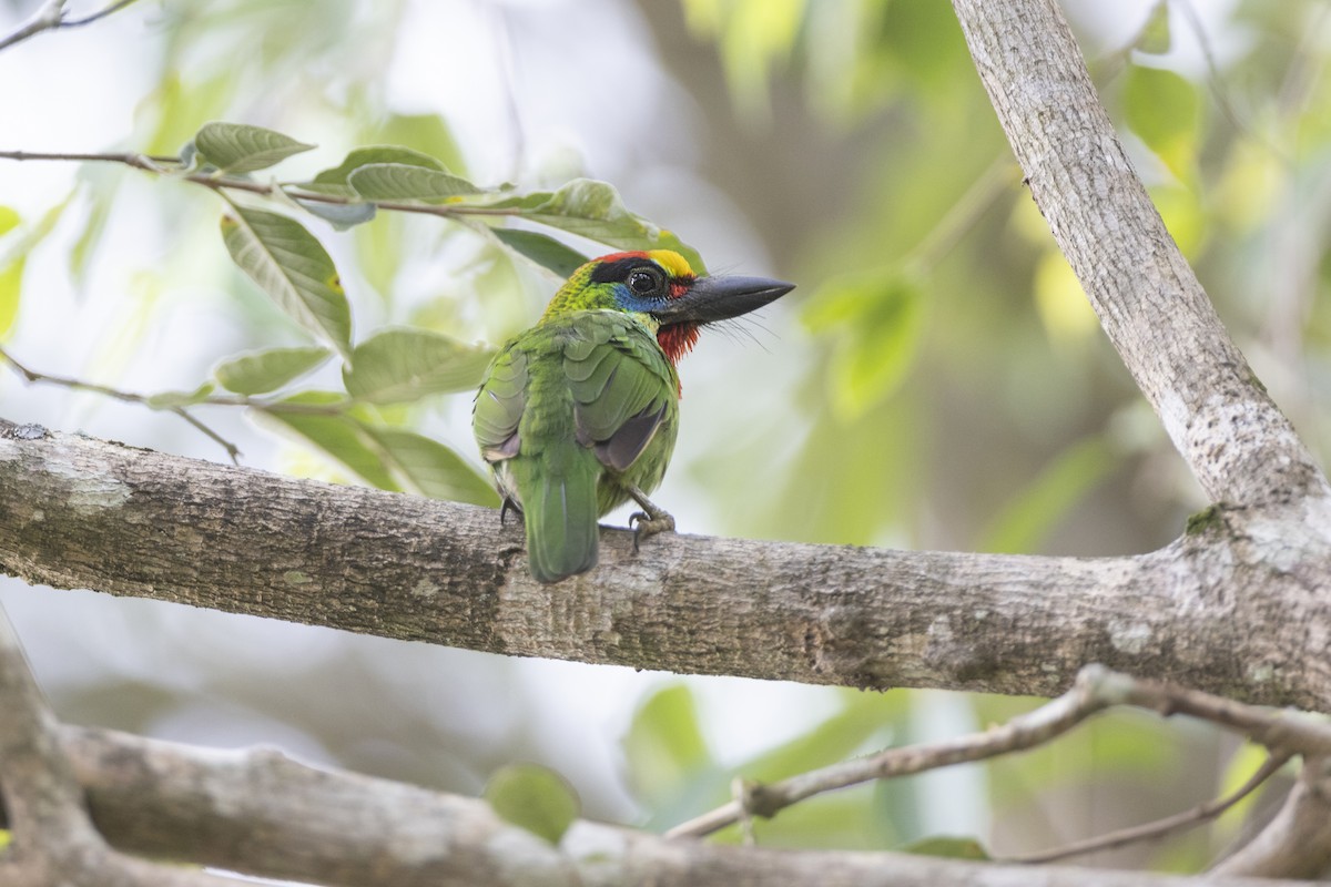 Red-throated Barbet - ML443935891