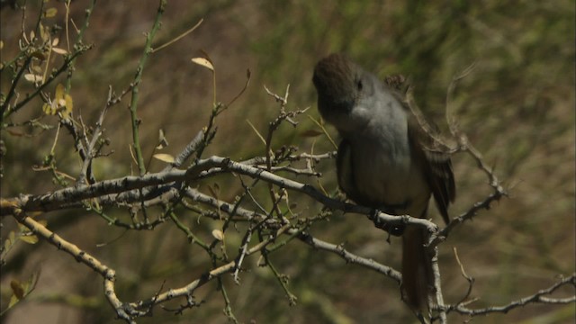 Ash-throated Flycatcher - ML443937