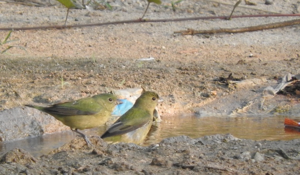 Painted Bunting - ML44393711