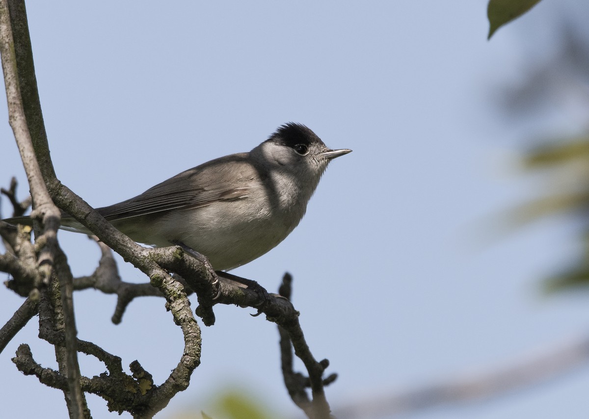 Eurasian Blackcap - ML443937281