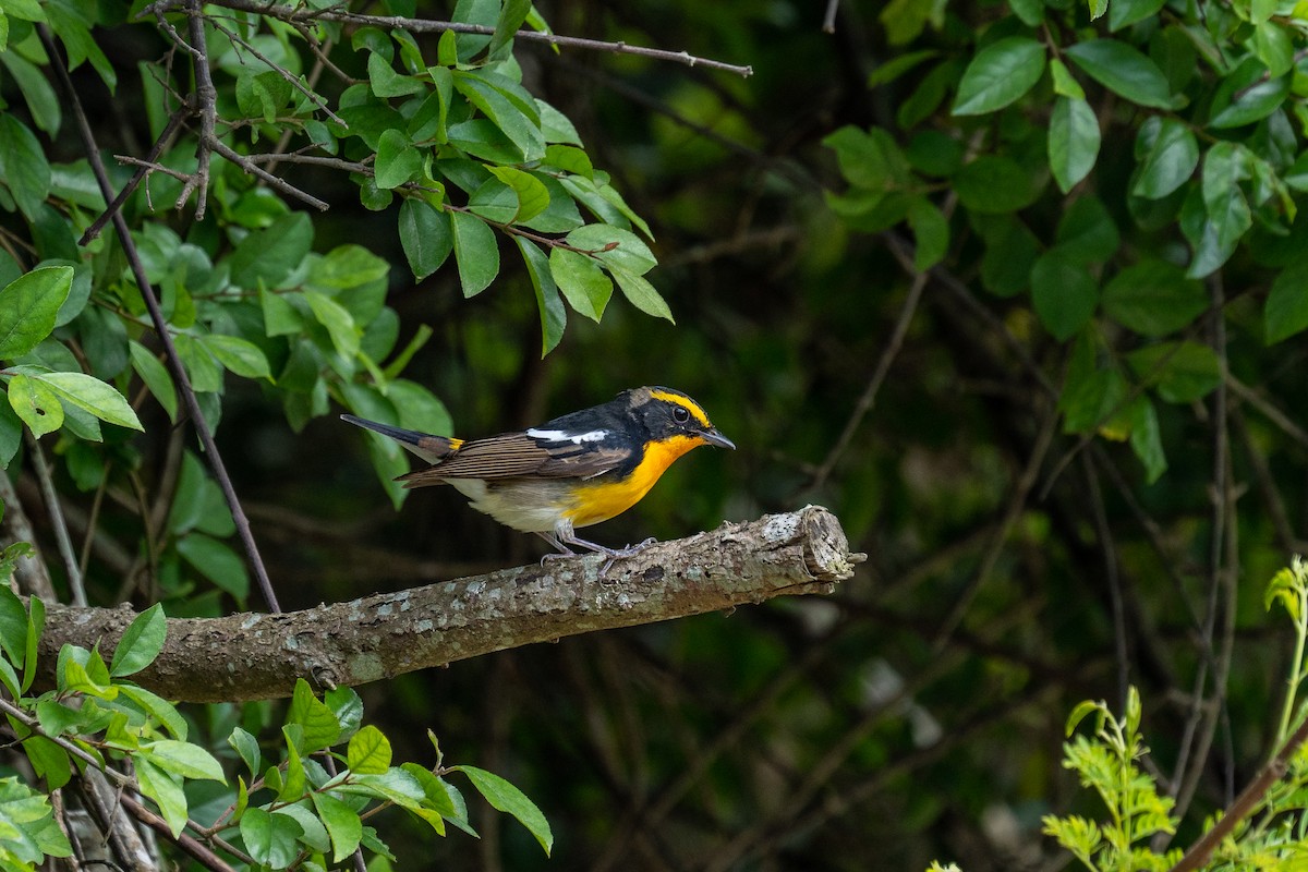 Narcissus Flycatcher - 智偉(Chih-Wei) 張(Chang)