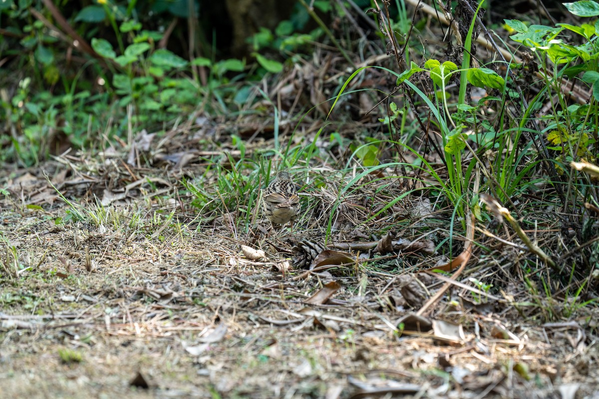 Black-faced/Masked Bunting - ML443937991