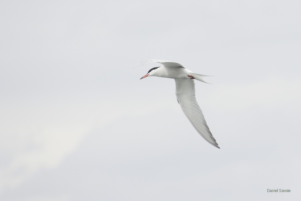 Common Tern - ML443938911