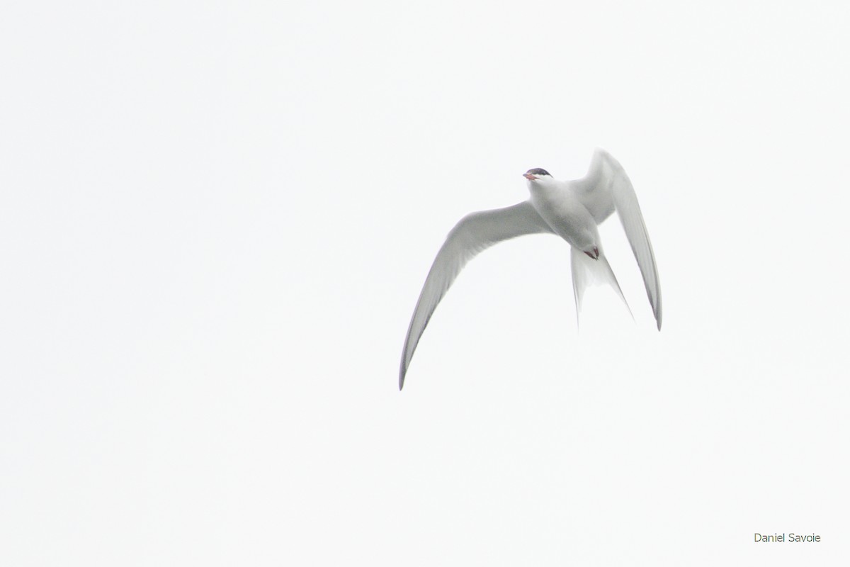 Common Tern - ML443938931