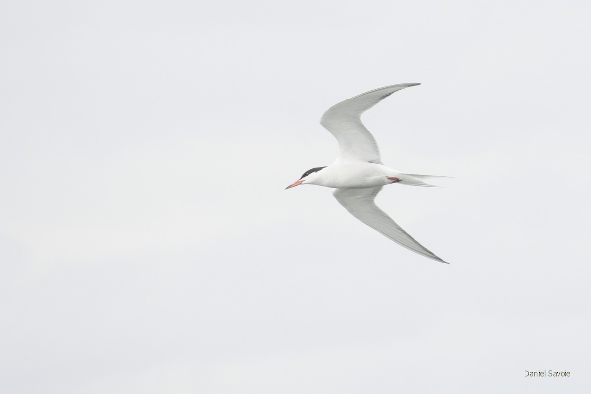 Common Tern - ML443938951
