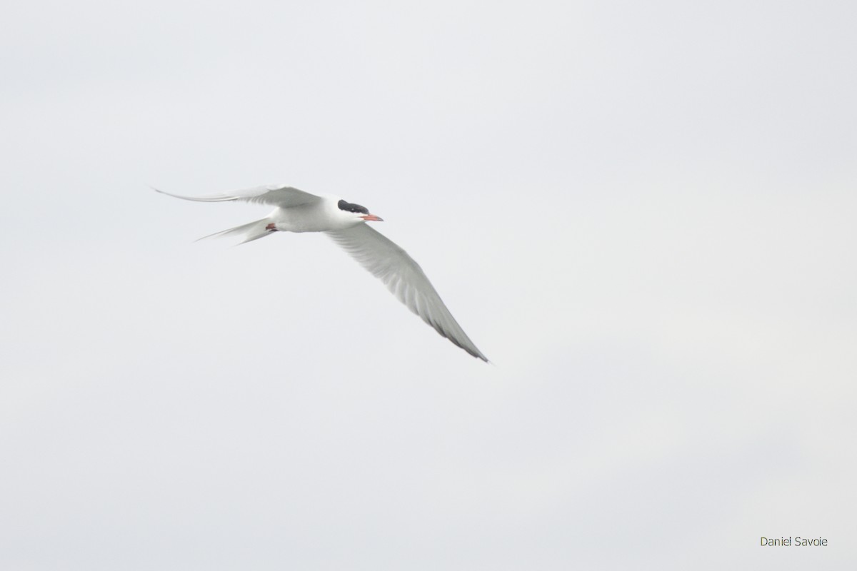 Common Tern - ML443938971