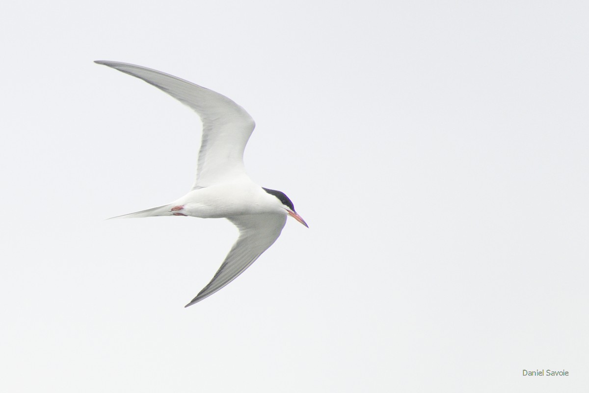 Common Tern - ML443938981