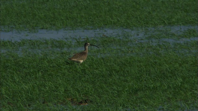 Regenbrachvogel (hudsonicus) - ML443941