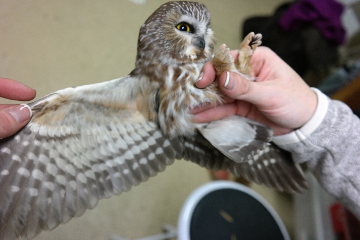 Northern Saw-whet Owl - ML44394161