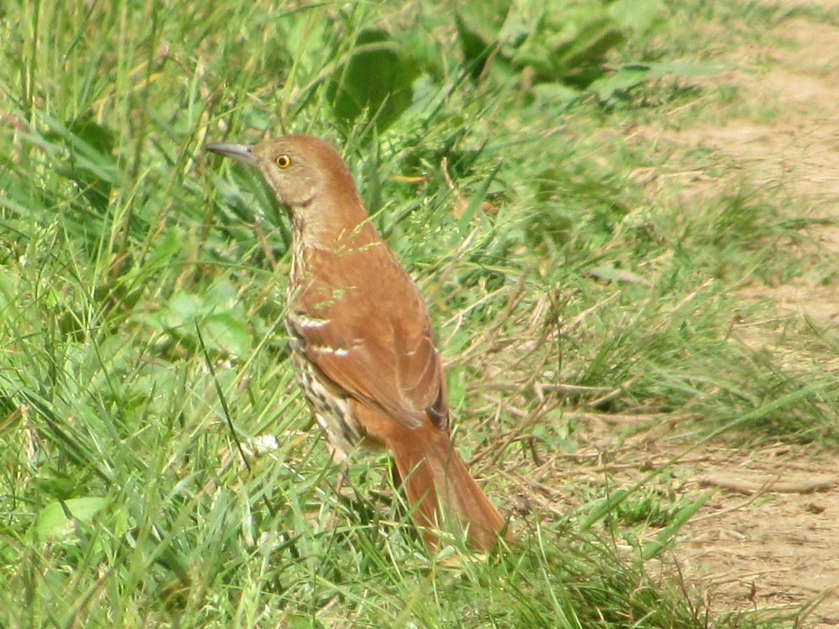 Brown Thrasher - ML443942871