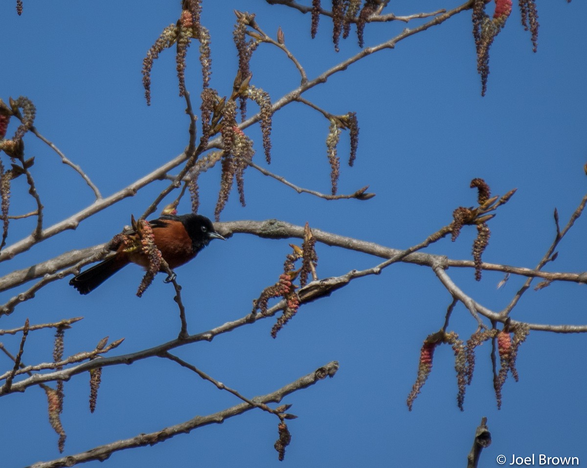 Orchard Oriole - ML443943051