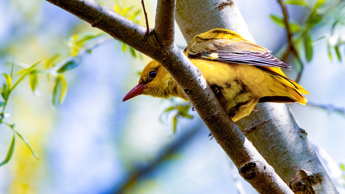 Eurasian Golden Oriole - ML443943201