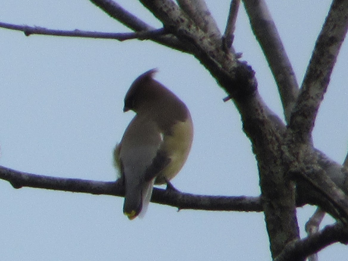 Cedar Waxwing - ML443943931