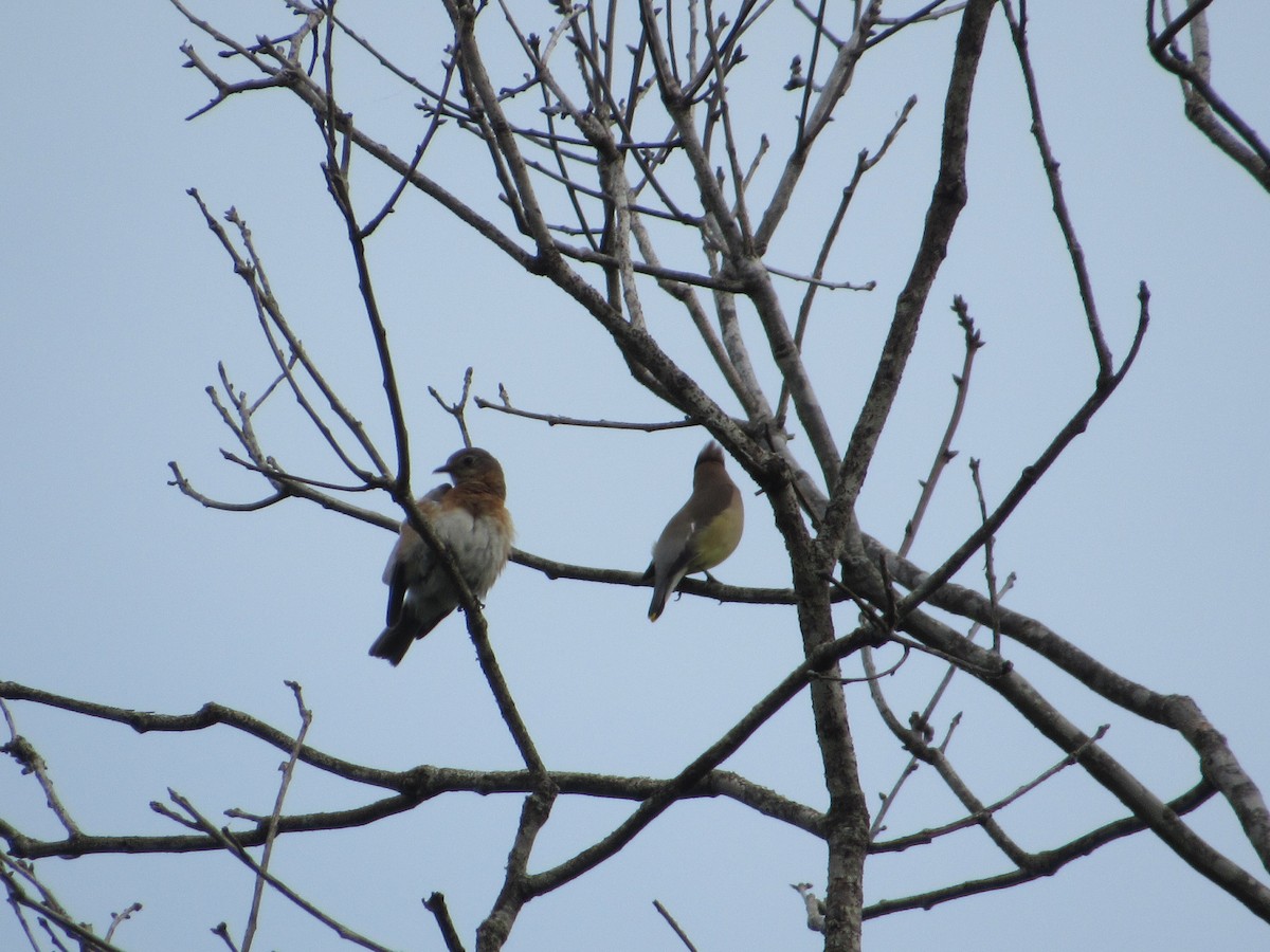 Cedar Waxwing - ML443944201