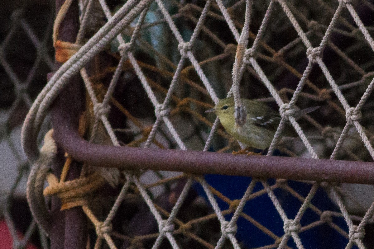 Blackpoll Warbler - Doug Gochfeld