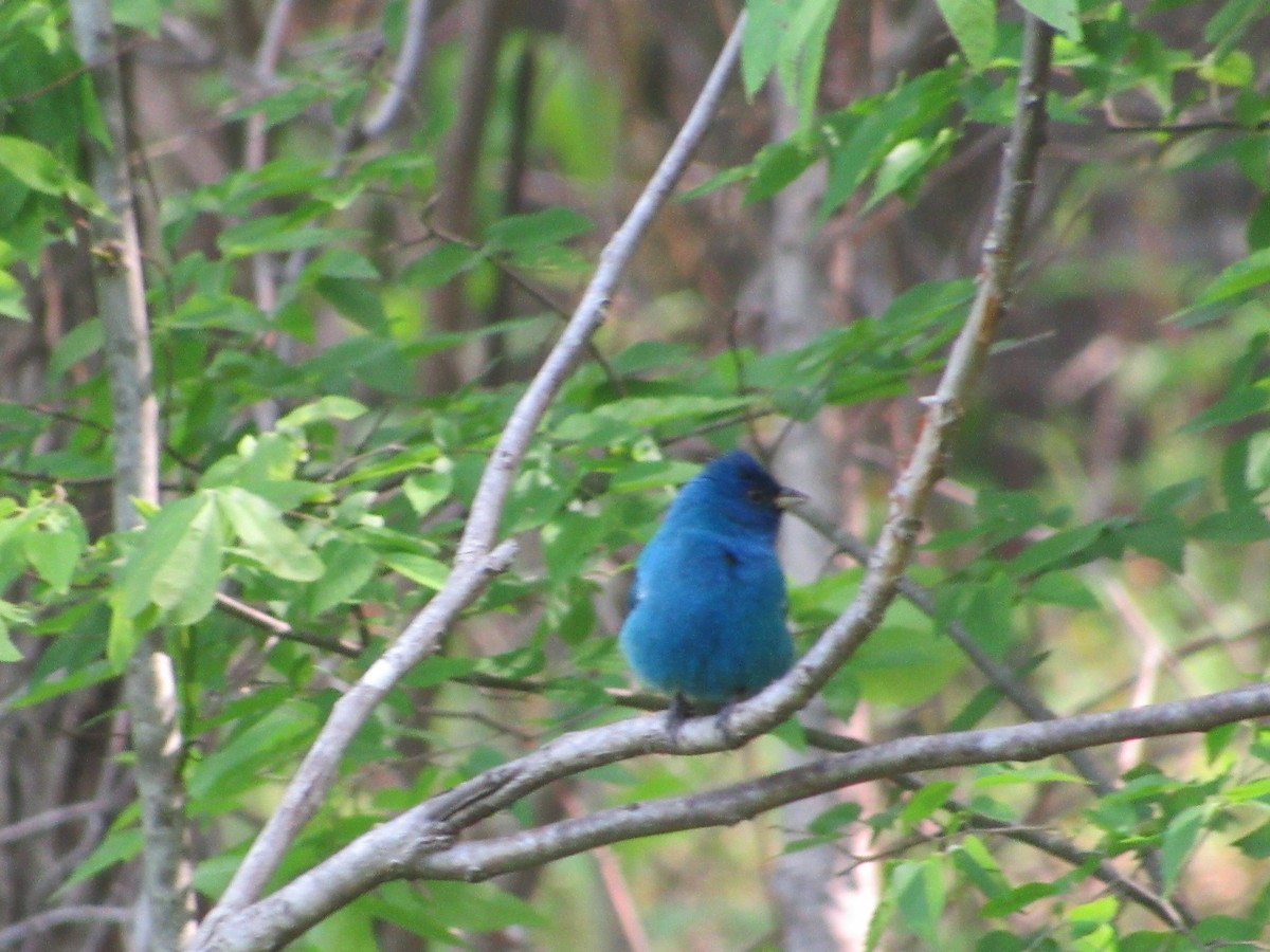 Indigo Bunting - ML443944631