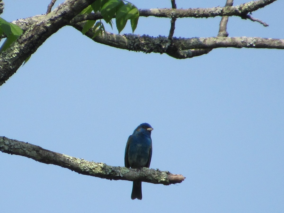 Passerin indigo - ML443944821