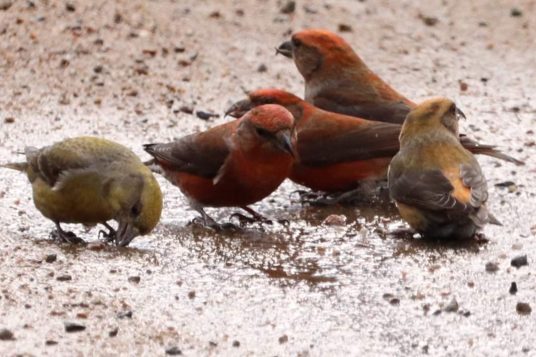 White-winged Crossbill - ML443946301