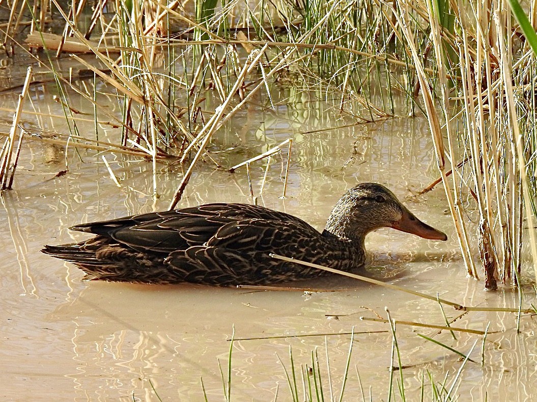 Mexican Duck - ML443946751