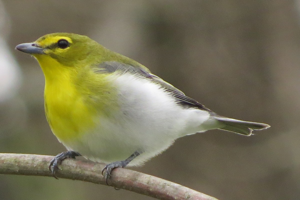 Yellow-throated Vireo - ML443947011