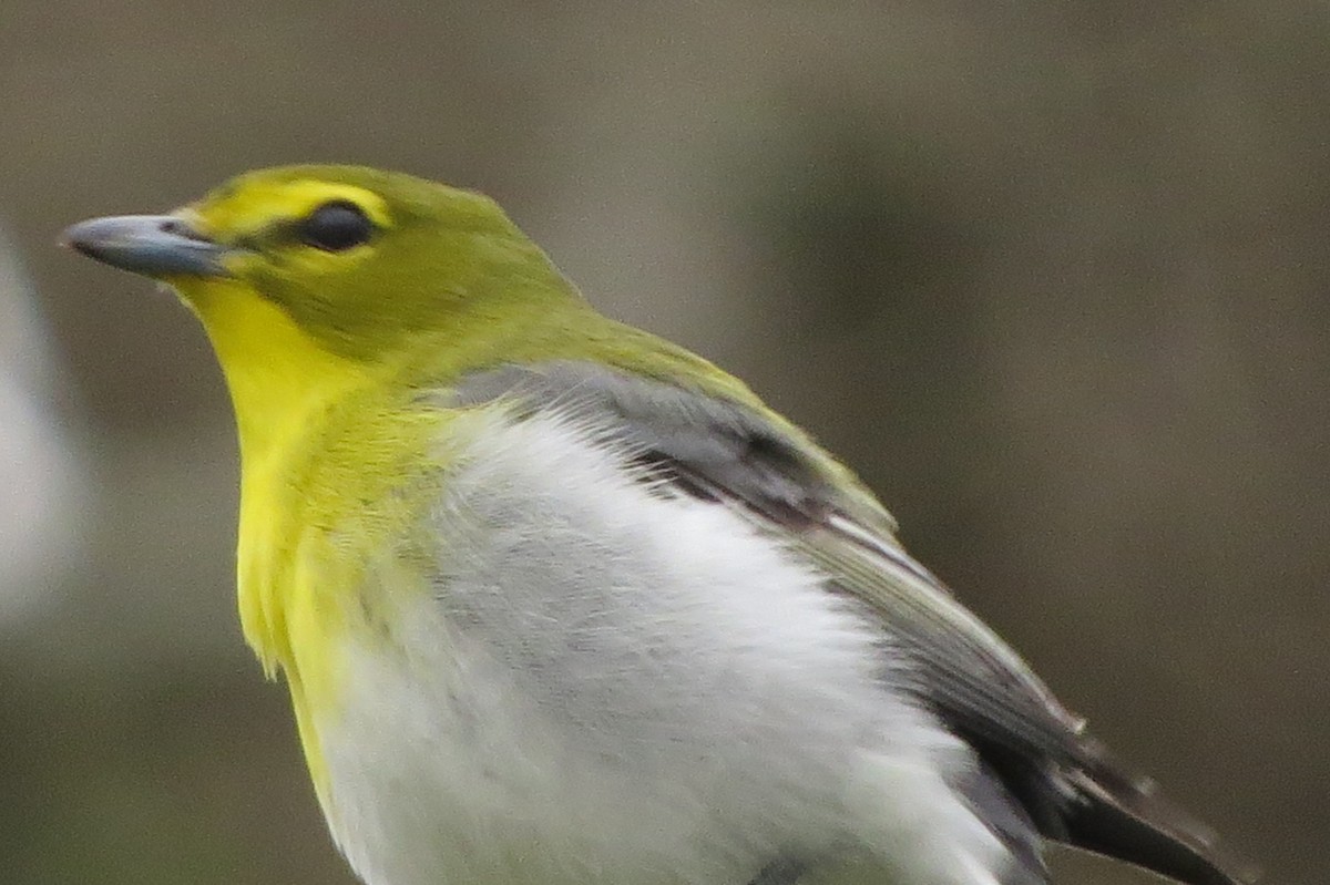 Yellow-throated Vireo - ML443947031