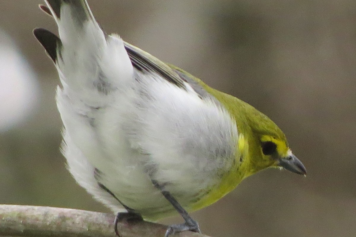 Vireo Gorjiamarillo - ML443947061