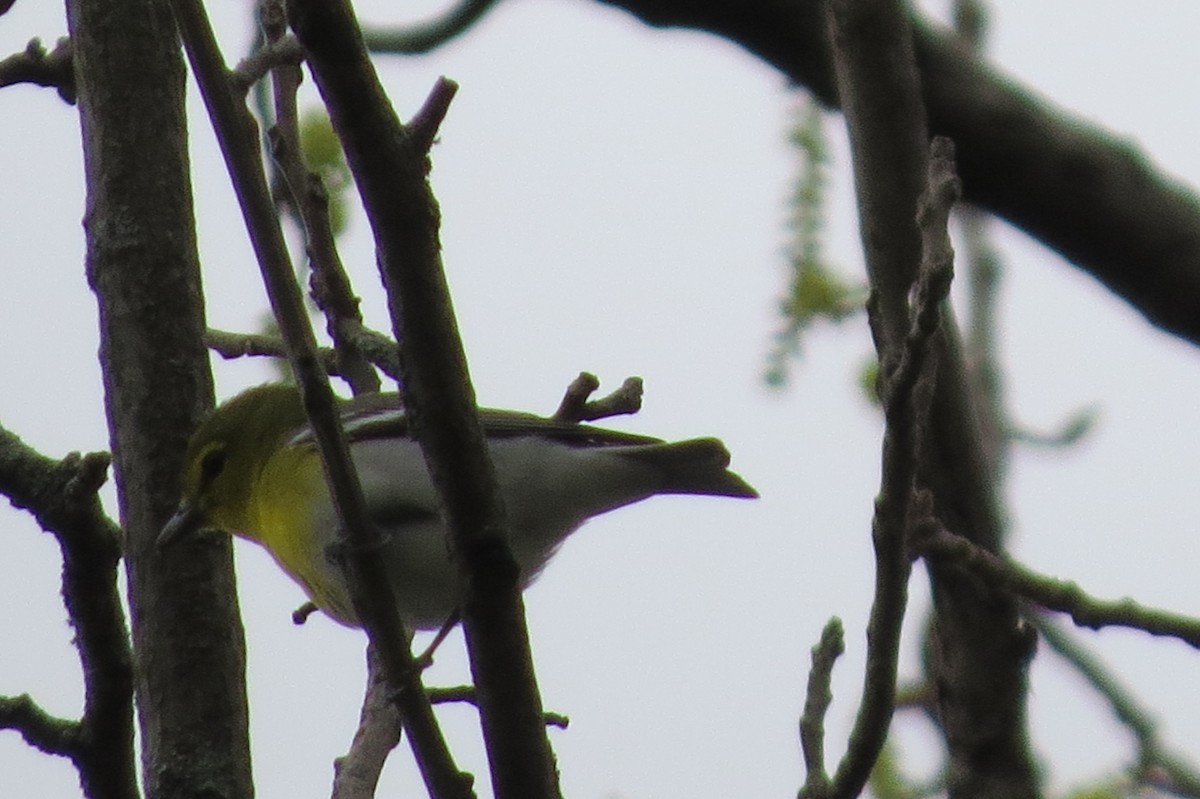 Vireo Gorjiamarillo - ML443947181