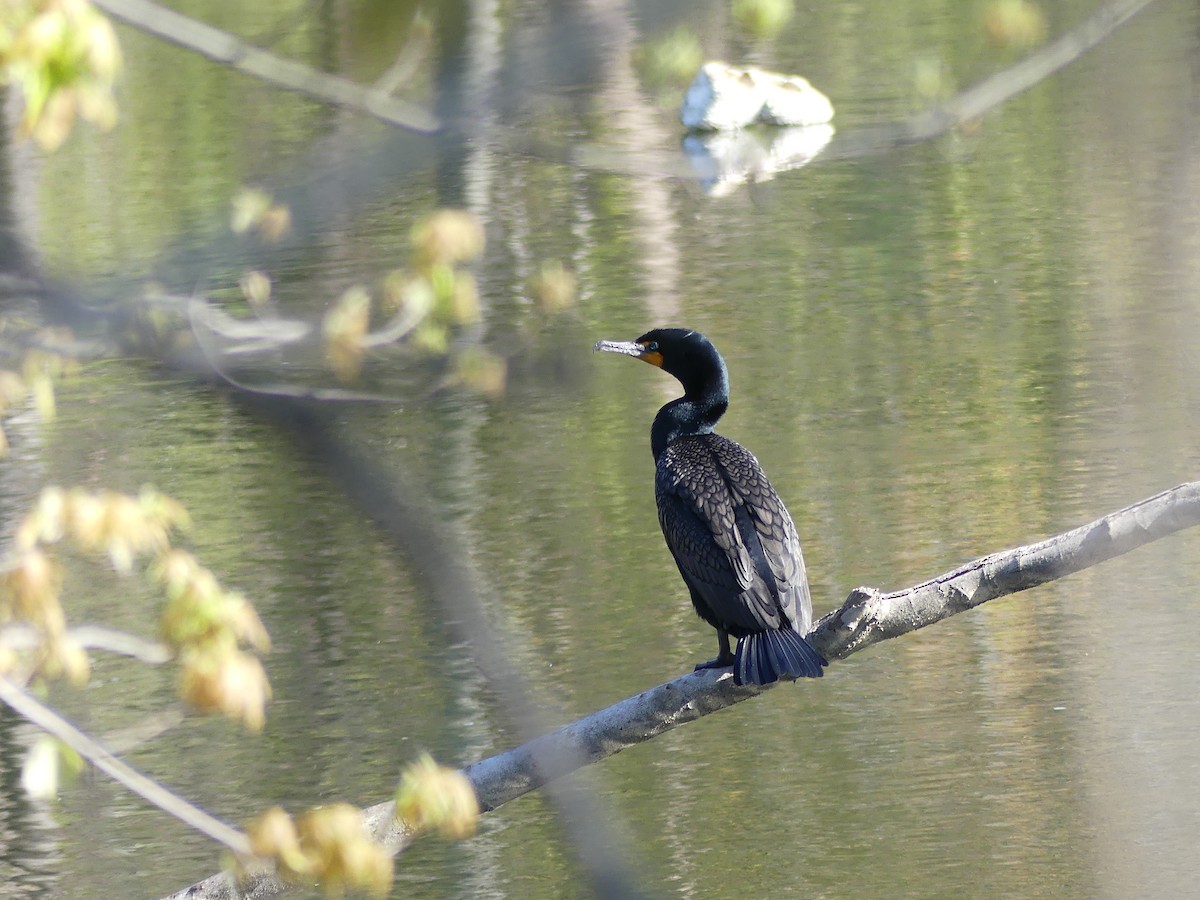 Double-crested Cormorant - ML443947421