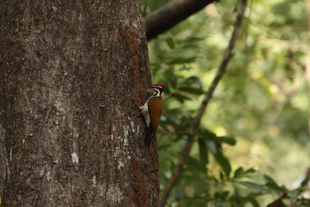 Common Flameback - ML44394751