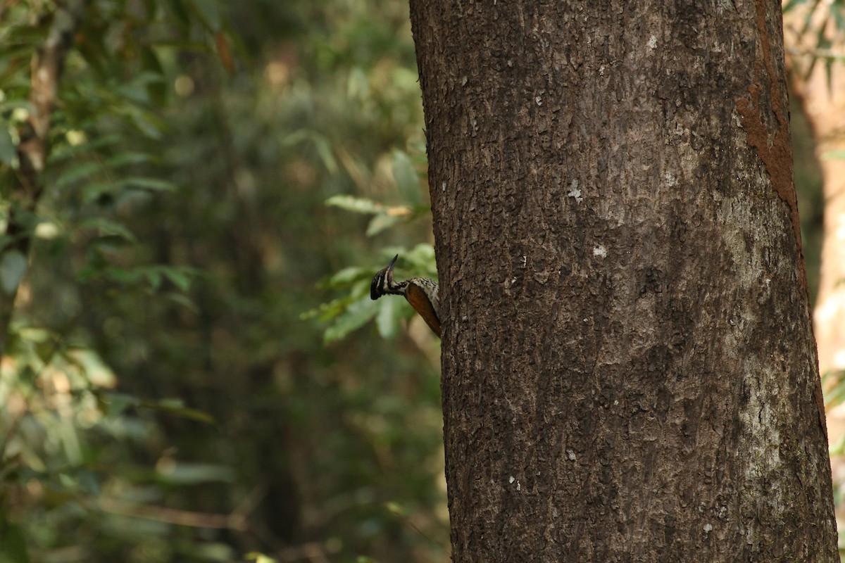 Common Flameback - ML44394771