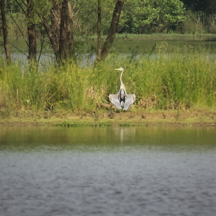 Great Blue Heron - ML443948481
