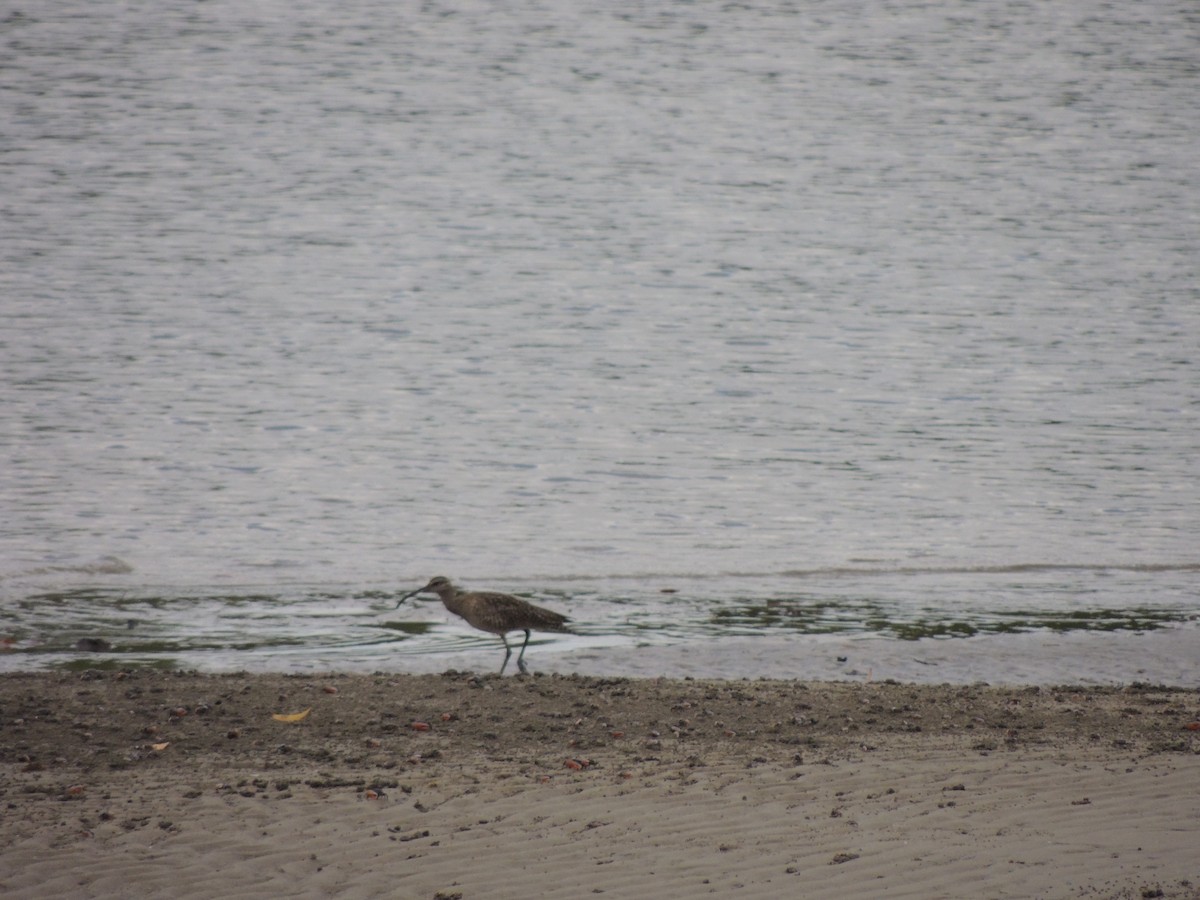 Whimbrel - ML443950721