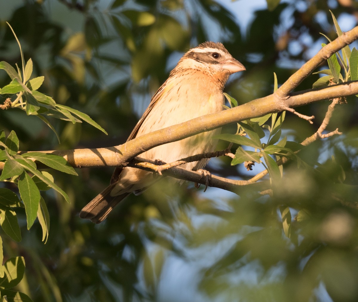 Black-headed Grosbeak - Lee Bush