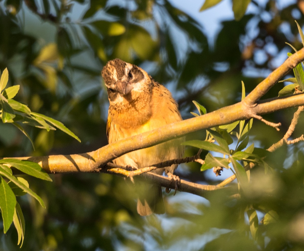 Black-headed Grosbeak - Lee Bush