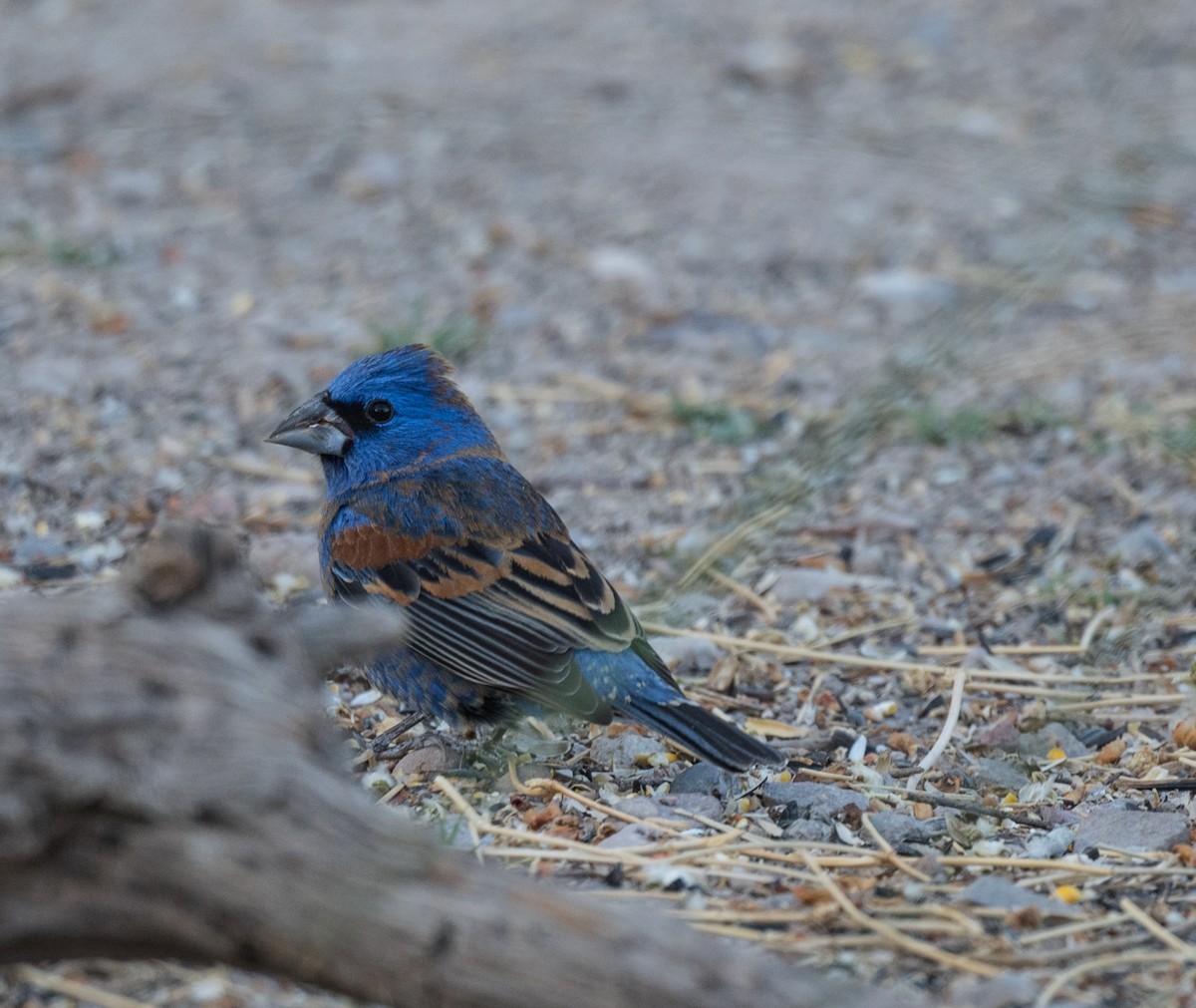 Blue Grosbeak - Lee Bush