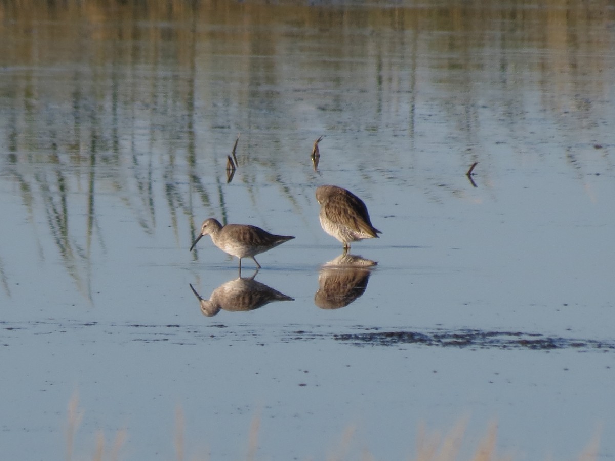 Stilt Sandpiper - ML44395271