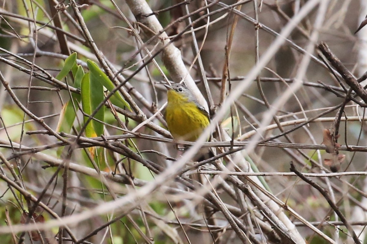 Magnolia Warbler - Charles Davies