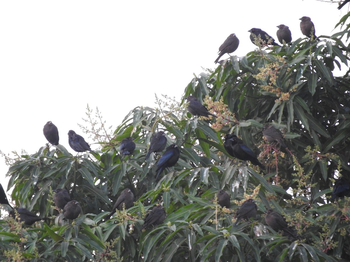 Bronzed Cowbird - Cole Gaerber